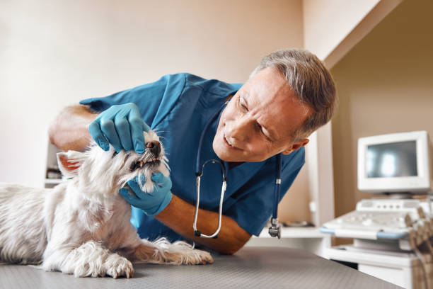Best Weekend Emergency Dentist in Greilickville, MI